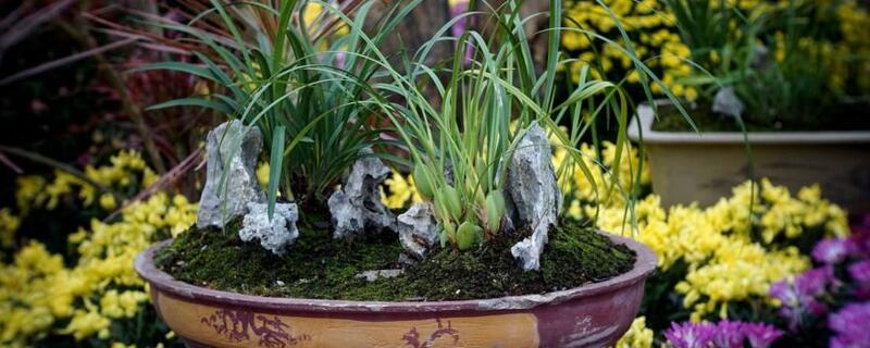 兰花移植 兰花移植后什么时候看出成活