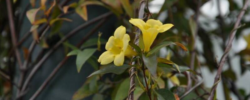 法国香水茉莉怎么养 法国香水茉莉怎么养才能长的旺