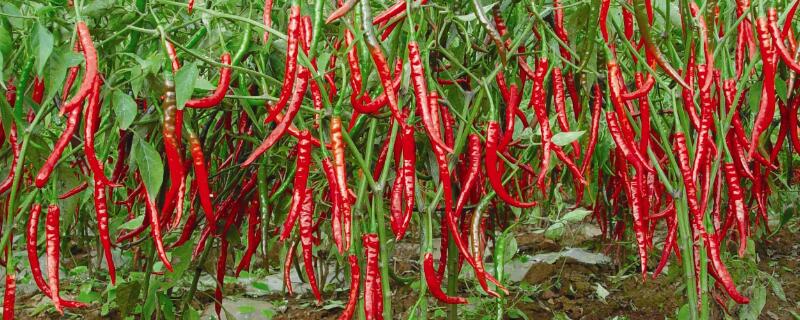 种辣椒的方法和枝术（种辣椒用什么方法种）