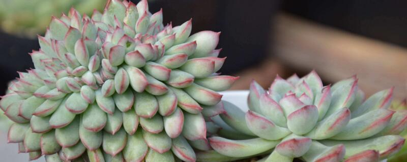 多肉怎么种植步骤（如何种植多肉步骤）