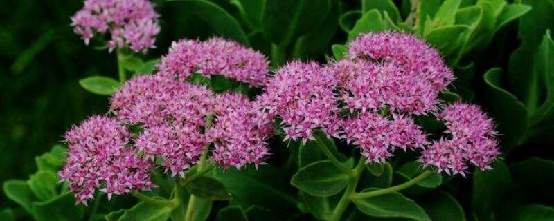 八宝景天花的养殖条件 八宝景天种植方法