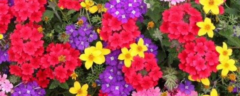 美女樱能养几年（美女樱室内能养吗）