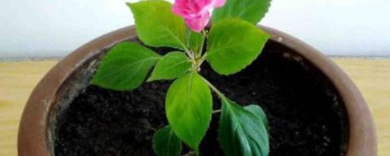 水梅花用什么肥料（水梅花怎么施肥,施什么肥）