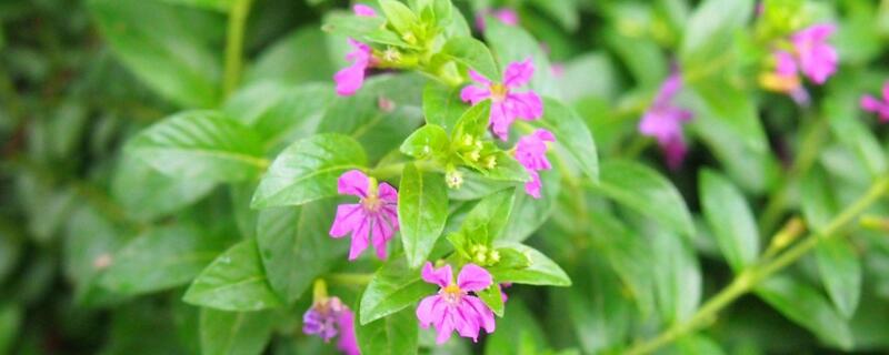 萼距花叶子干枯（萼距花的叶子干枯）