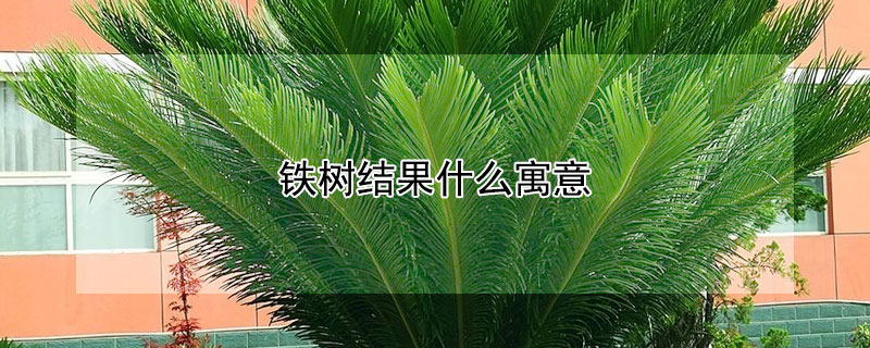 铁树结果什么寓意 铁树结果寓意和象征意义