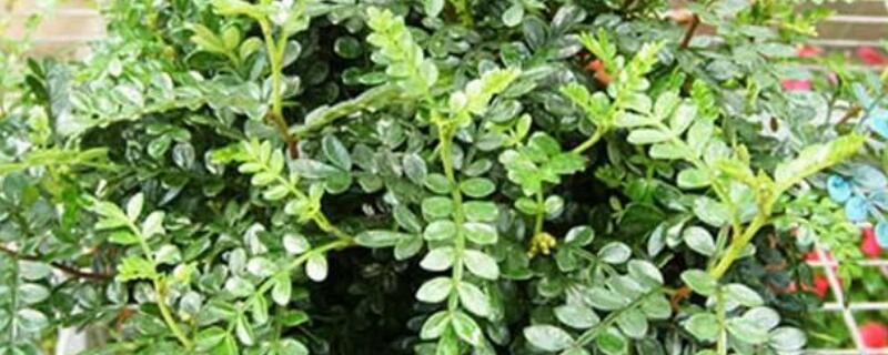 清香木的养殖方法和注意事项 胡椒木的养殖方法和注意事项