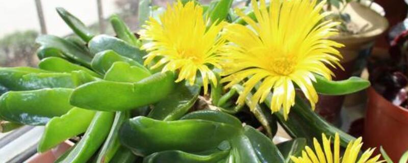 黄花新月怎么扦插（黄花新月怎么繁殖）