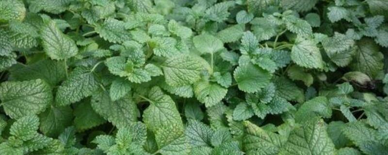 金钱薄荷怎么养 薄荷怎么养活?