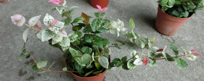 花叶络石叶子干硬 花叶络石干枯