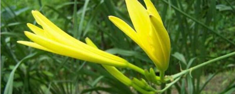 黄花菜怎么过冬（黄花菜怎么样过冬）