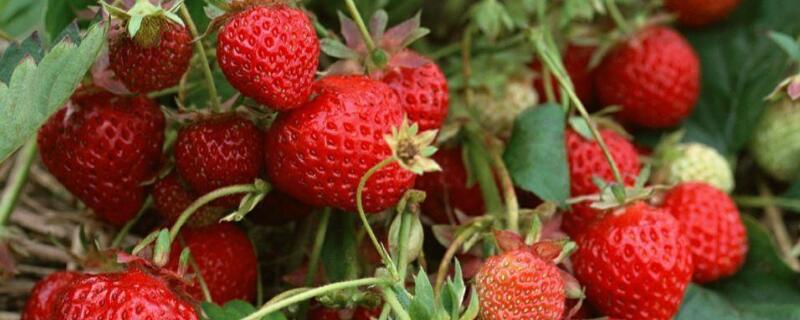 草莓育苗方法（四季草莓育苗方法）