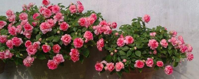 非洲重瓣凤仙的养殖方法 单瓣非洲凤仙花的养殖方法