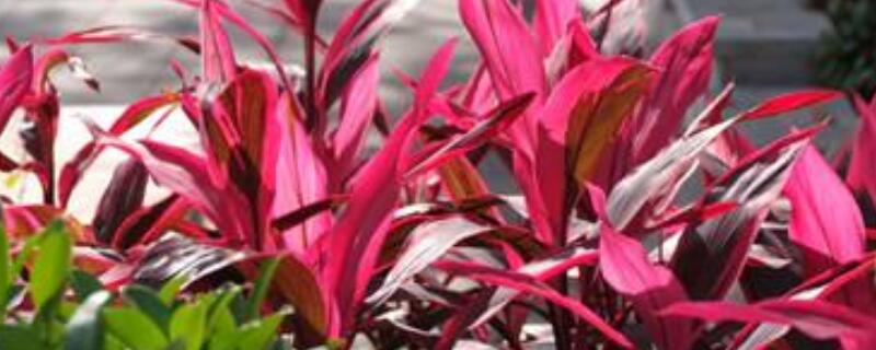 红色朱蕉如何快速生根（怎样让朱蕉的叶子红）