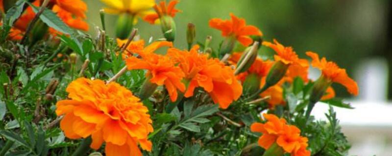 孔雀菊可以种家里吗（孔雀菊的养殖方法）