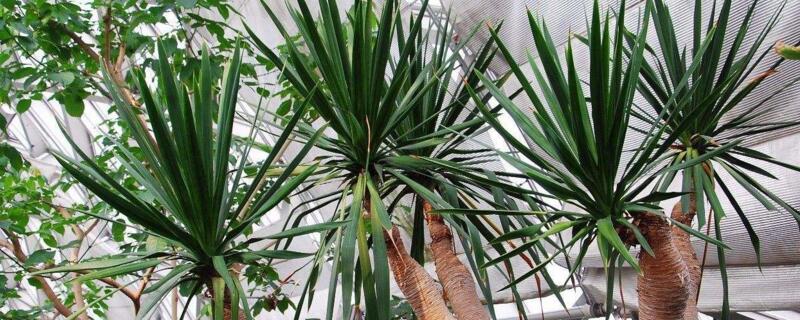 龙血树叶子尖发黄干枯(龙血树叶子尖发黄干枯有斑点)