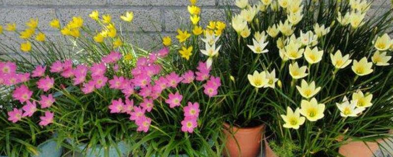 风雨兰球根种植 风雨兰球根种植时要不要把外面的老皮去掉