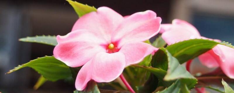 非洲凤仙如何爆盆（巴西凤仙花怎样让它开爆盆）