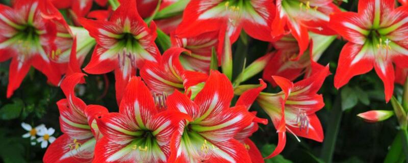 朱顶红怎样配花土 怎样给朱顶红配土