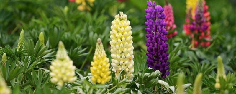 宝塔花怎么种 宝塔花怎么养殖