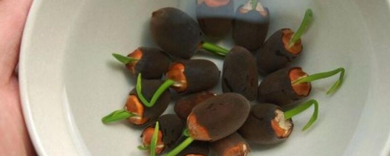 莲子发芽了怎么种植 莲子发芽了怎么种植图片