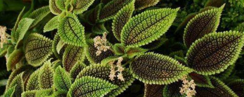 皱叶冷水花怎么摘心 冷水花怎样摘心