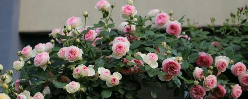 龙沙宝石用多大盆 龙沙宝石适合什么盆