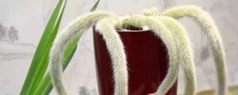 多肉植物九尾狐怎么养（多肉植物九尾狐怎么繁殖）