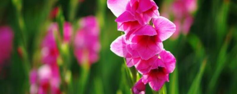 剑兰开花后怎么办（剑兰开完花后怎么处理方法）