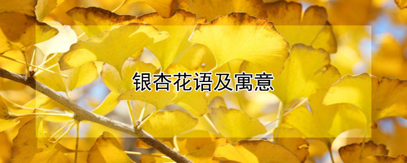 银杏花语及寓意 银杏的花语是
