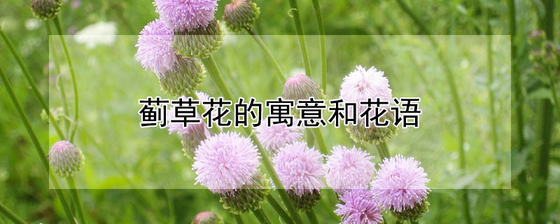 蓟草花的寓意和花语（藿香蓟的花语和象征）