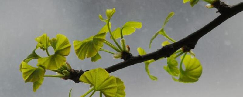 树不发芽怎么办 石榴树不发芽怎么办