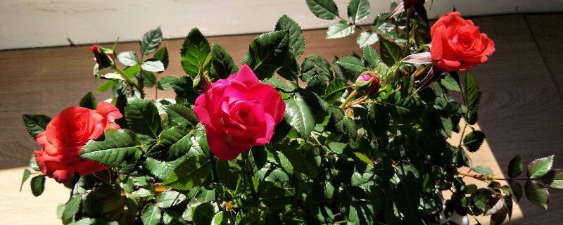 玫瑰移栽后要缓苗多久（玫瑰花缓苗期是多久）