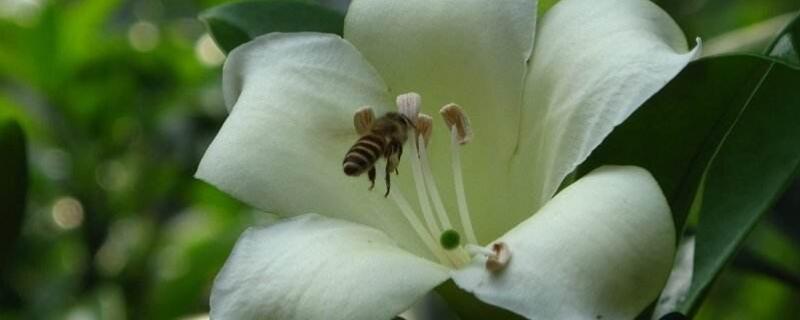 灰莉怎么浇水（灰莉多久浇水一次）