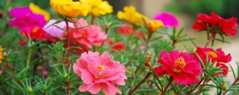 太阳花如何换盆 太阳花怎么换盆