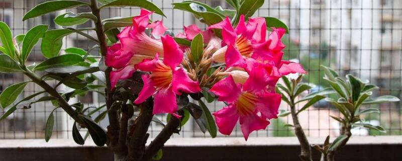 沙漠玫瑰叶子能喷水吗（玫瑰叶子可以喷水吗）