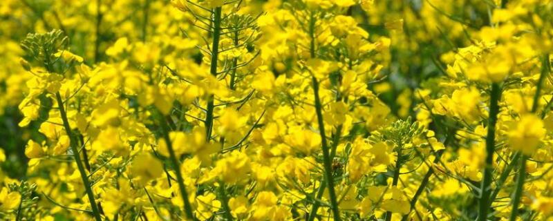 油菜花什么时候种(油菜花什么时候种植)