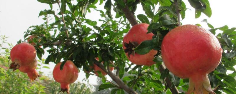 石榴树怎么催芽 石榴树怎样抹芽