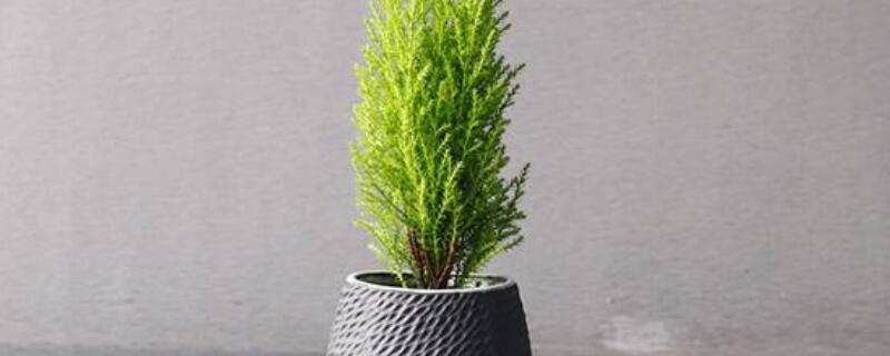 香松怎么养（香松怎么养护）