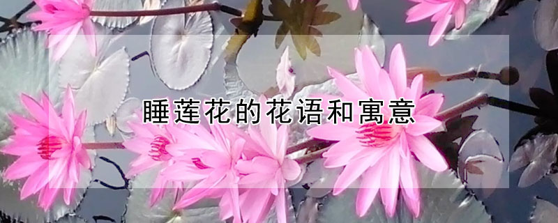 睡莲花的花语和寓意 睡莲的花语和寓意是什么