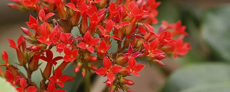 长寿花开花后如何修剪（长寿花花开后怎么修剪）