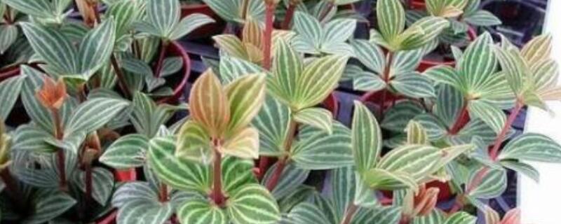 红天使椒草怎么浇水 红天使椒草繁殖