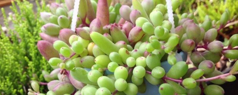 黄花新月多肉怎么养（黄金花月多肉怎么养）