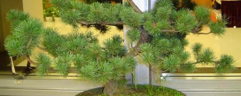 蓬莱松怎么养护 刚买回来的蓬莱松怎么养护