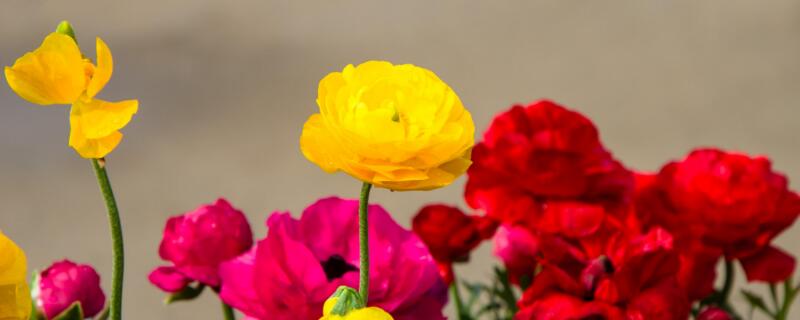 花毛茛出苗后的管理 花毛茛花后养护