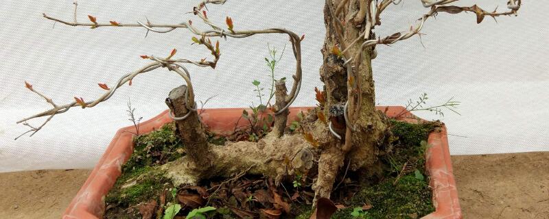 下山桩怎么套膜 下山桩用什么膜