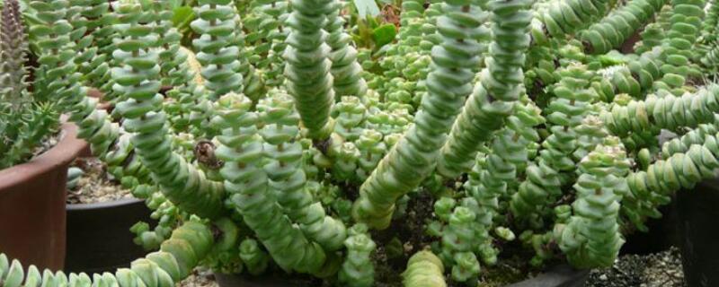 钱串子的养殖方法(钱串子的养殖方法和注意事项有哪些)