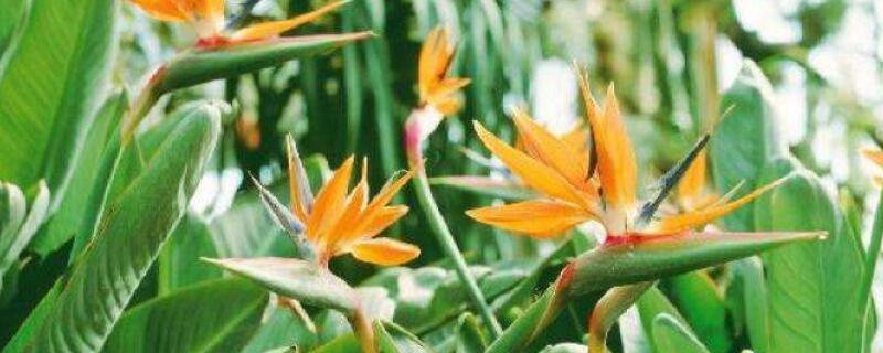 天堂鸟开裂的叶子修复（天堂鸟 叶子开裂 怎么修复）