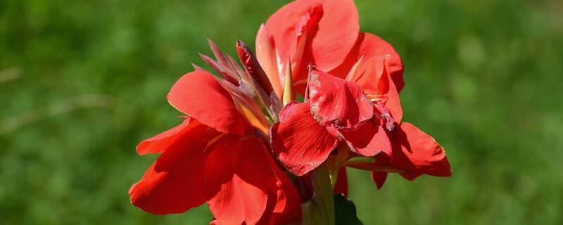 美人蕉球茎怎么种植（美人蕉球根怎么种）