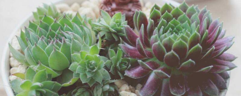 紫牡丹怎么养（紫牡丹怎么养护）