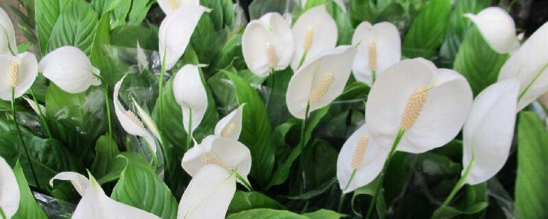 白掌叶子黄了怎么挽救(白掌叶子黄了怎么补救)